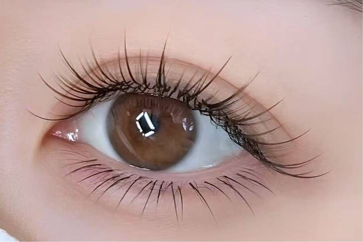 Ms EyebrowLash