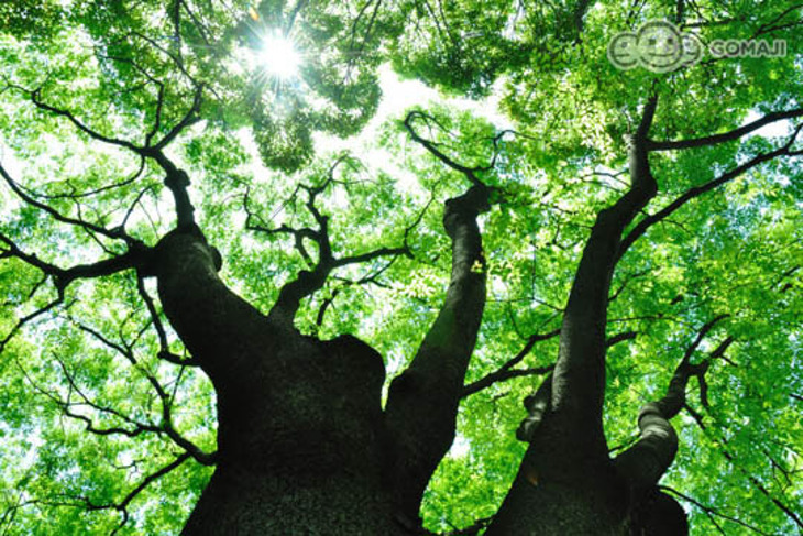 大板根森林溫泉酒店