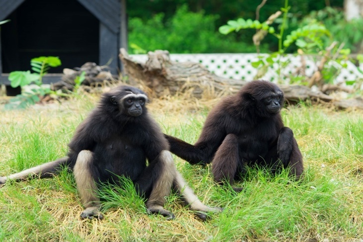 台南-頑皮世界動物園