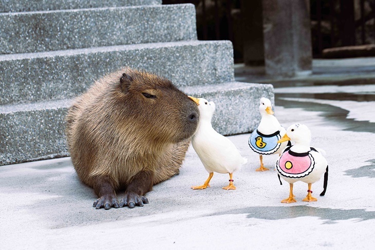 宜蘭綠舞日式主題園區