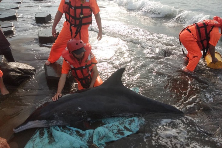 一起夢想－一起幫鯨豚看醫生