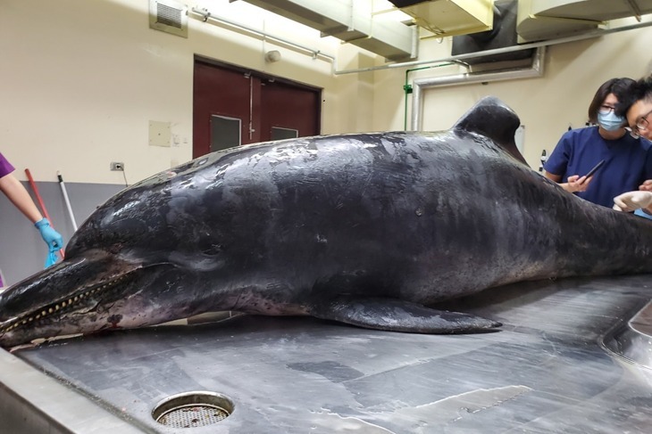 一起夢想－一起幫鯨豚看醫生