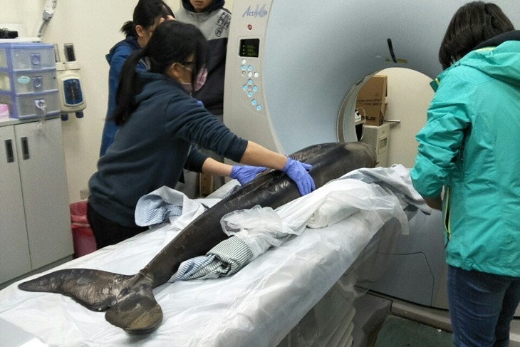 一起夢想－一起幫鯨豚看醫生