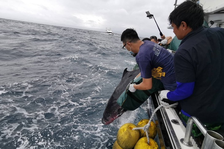 一起夢想－一起幫鯨豚看醫生