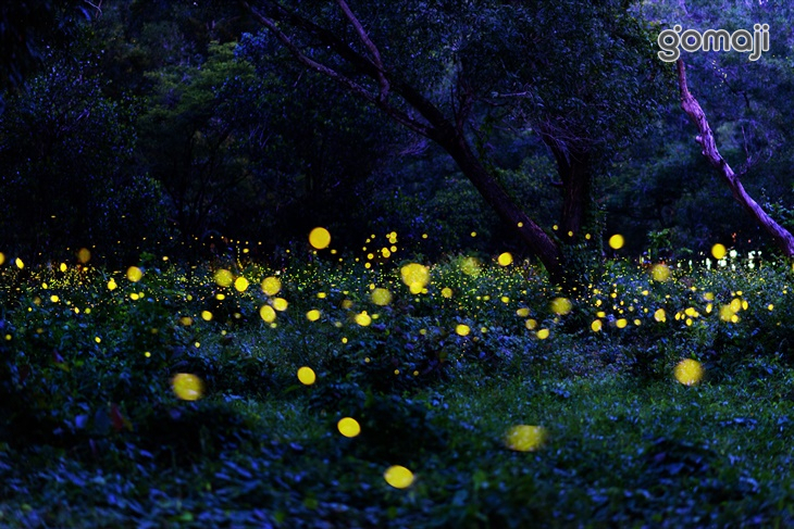 苗栗-三義藝術村櫻花渡假會館