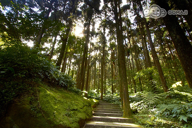 溪頭最高飯店-夏緹飯店