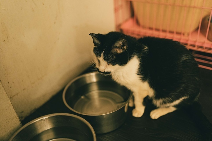 浪愛不再流浪，浪毛孩照護