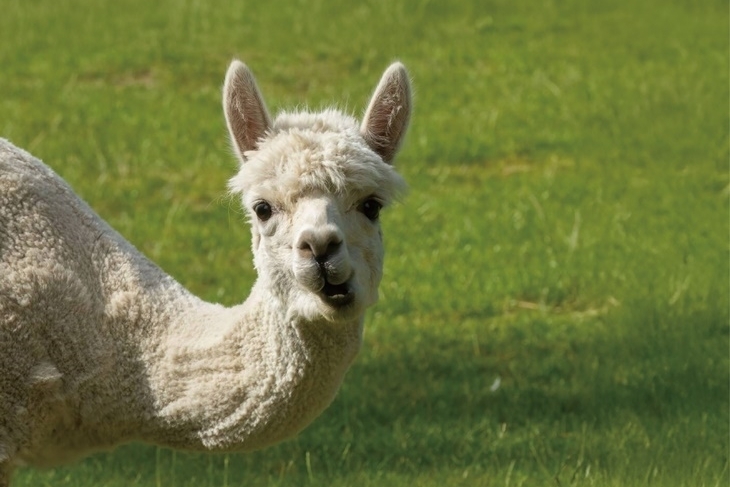 南投埔里-水与松萌萌園