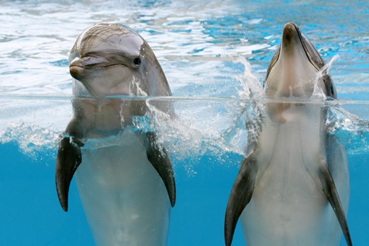 花蓮-遠雄海洋公園