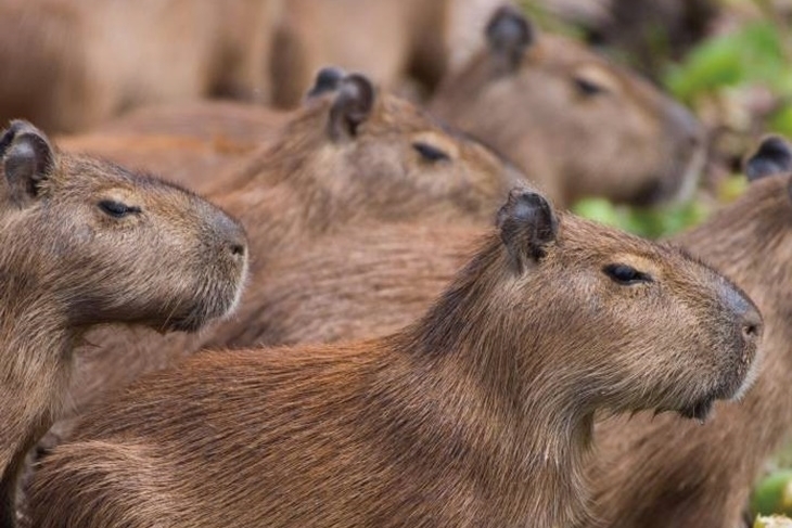 南投埔里-水与松萌萌園