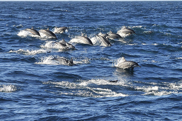宜蘭新福豐36號賞鯨旅遊