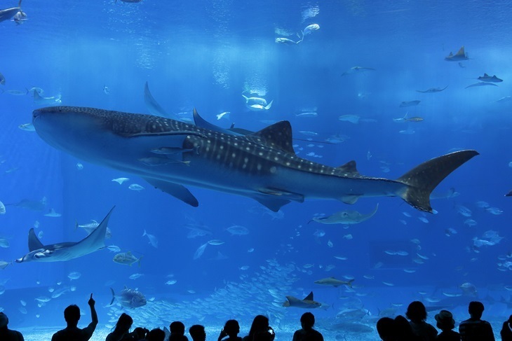 沖繩美麗海水族館(那霸機場取件)