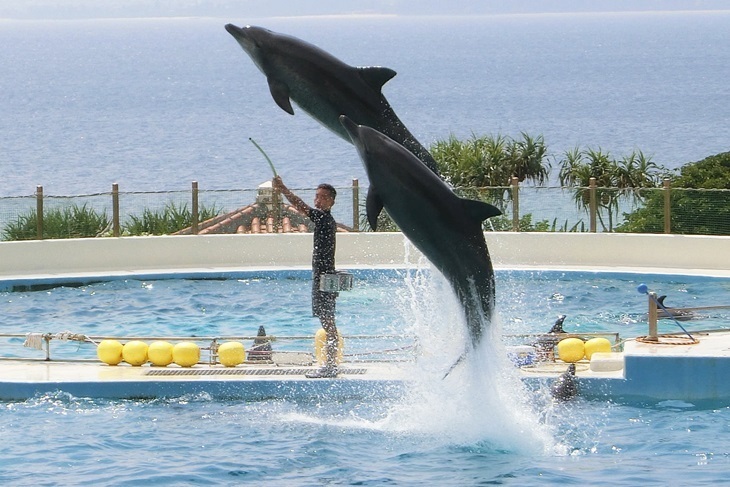 沖繩美麗海水族館(那霸機場取件)