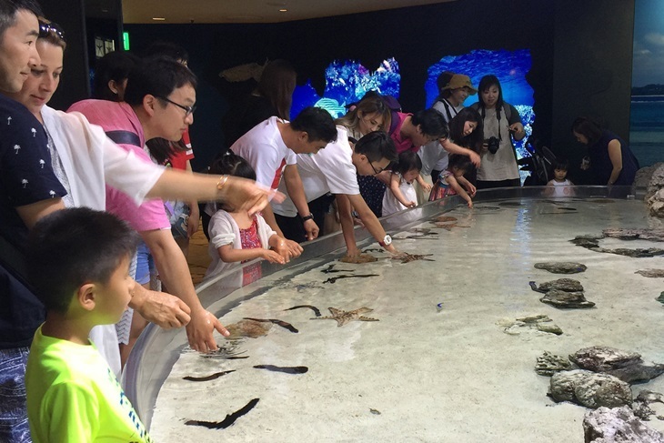 沖繩美麗海水族館(那霸機場取件)