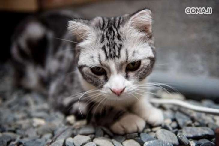 貓言貓語雪花冰下午茶