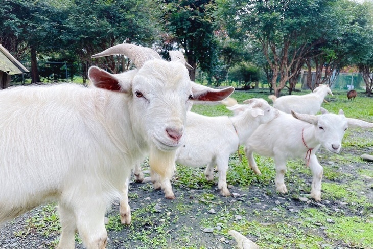 【夠麻吉X農遊超市】宜蘭宜農牧場