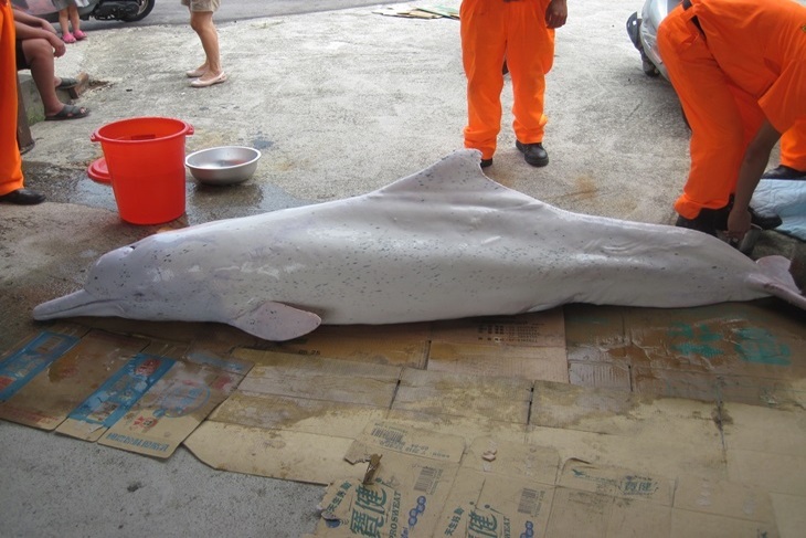 一起夢想－給白海豚長大的機會