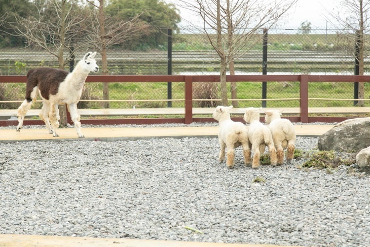 宜蘭壯圍-蘭陽動植物王國