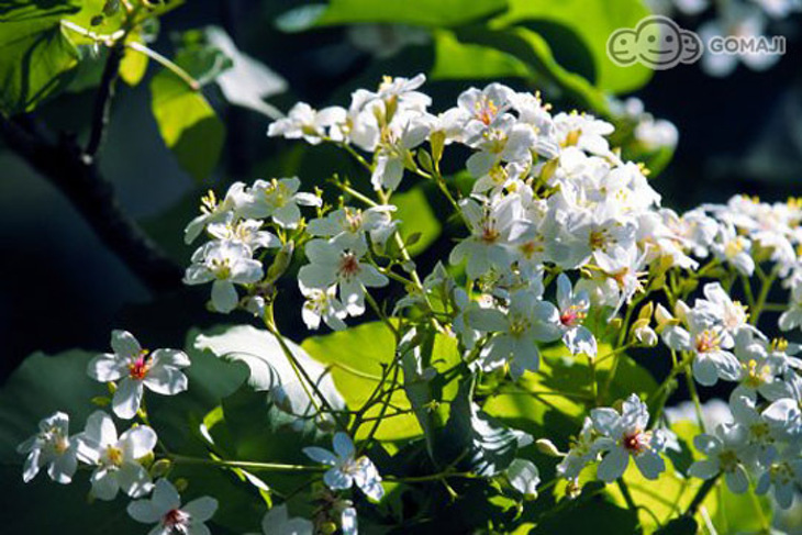 苗栗大湖-鍾鼎山林