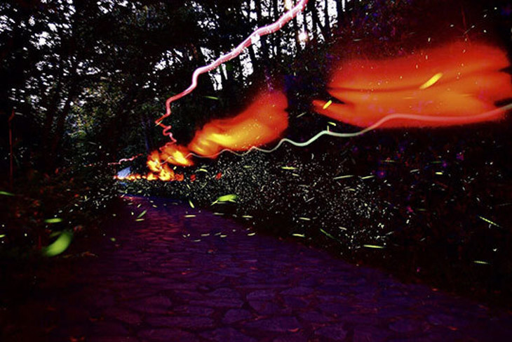 苗栗大湖-鍾鼎山林