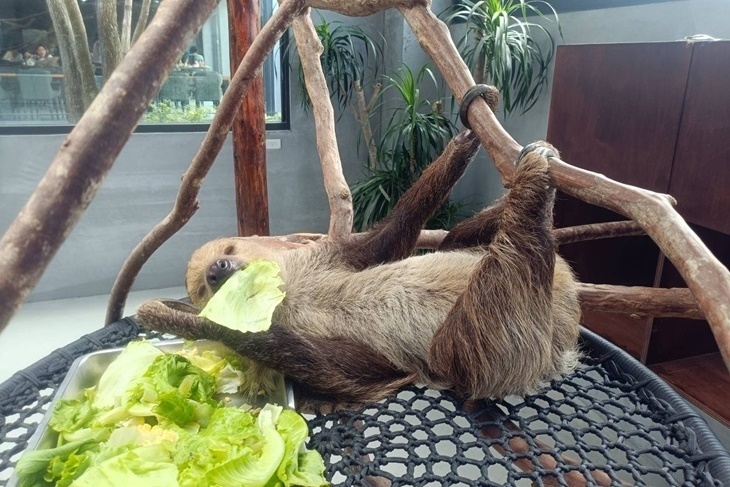 宜蘭狐狸村