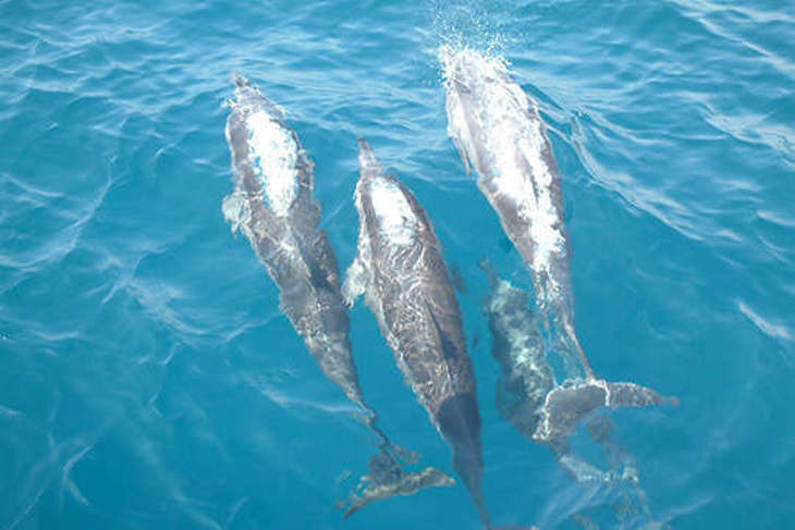 宜蘭賞鯨龜山島售票處