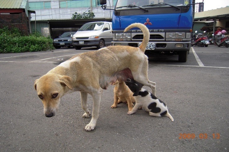 一起夢想－讓台灣動物不再流浪