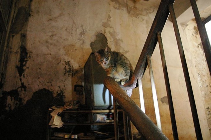 一起夢想－讓台灣動物不再流浪