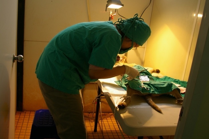 一起夢想－讓台灣動物不再流浪