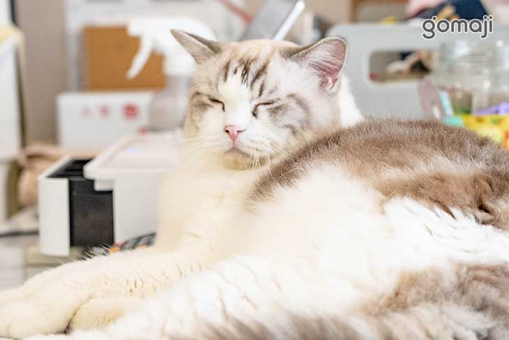 Bica Bica享貓咖啡廳