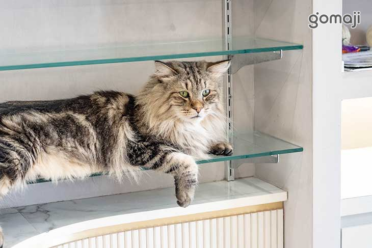 Bica Bica享貓咖啡廳