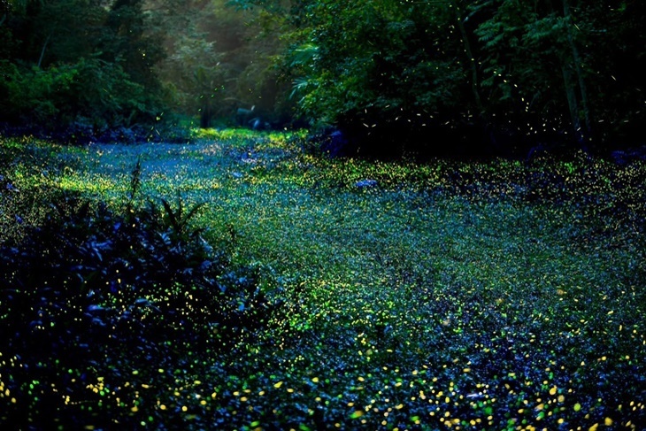 苗栗-西湖渡假村