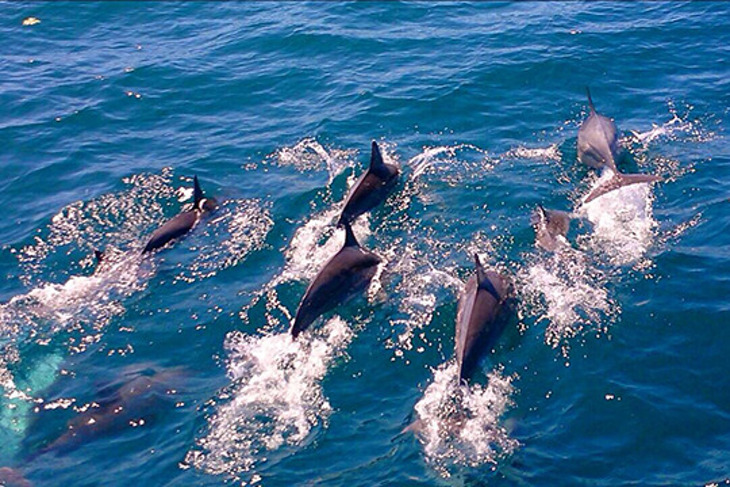 宜蘭-噶瑪蘭號(賞鯨)