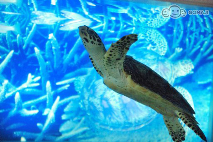 澎湖-歐樂飯店(馬公館)