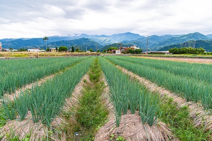 【夠麻吉X農遊超市】星寶蔥體驗農場