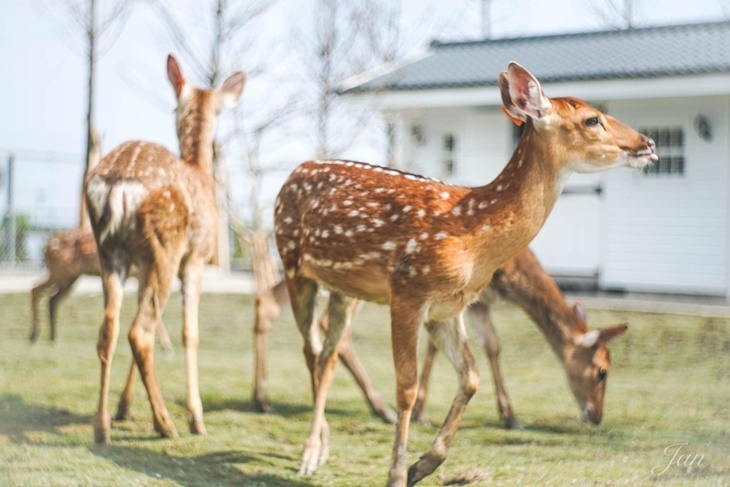 【夠麻吉X農遊超市】星寶蔥體驗農場