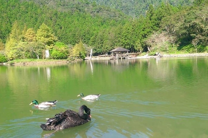 明池森林遊樂區、清水地熱一日遊