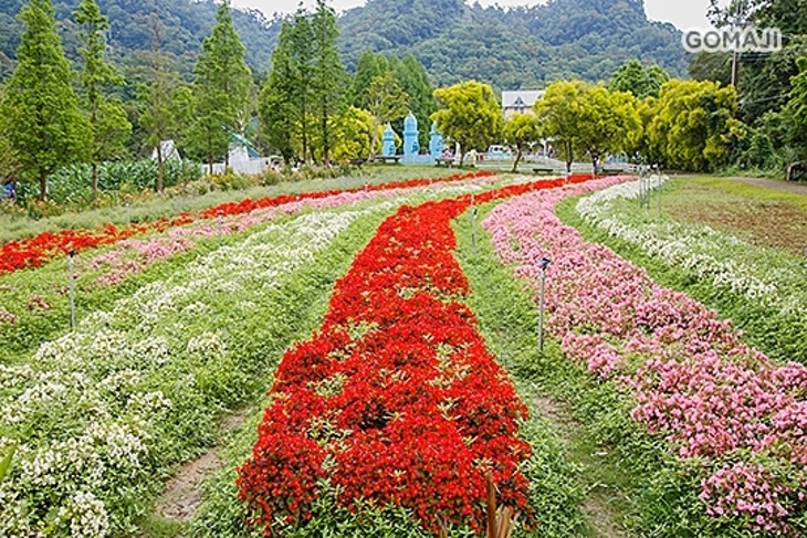大溪-富田花園農場