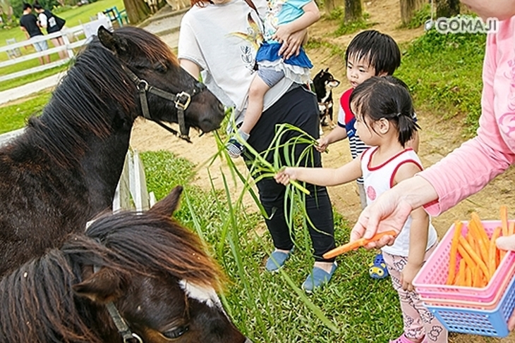 大溪-富田花園農場