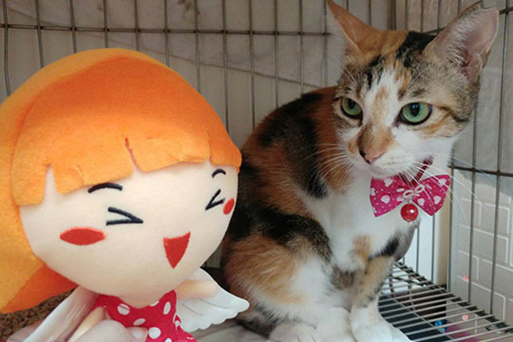 一起夢想-後山犬貓愛心溫飽專案