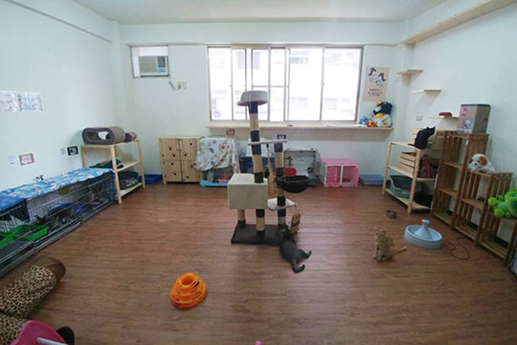 一起夢想-後山犬貓愛心溫飽專案