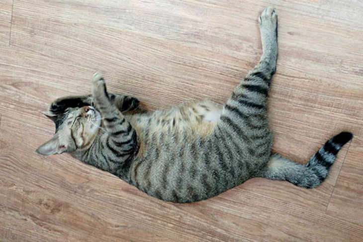 一起夢想-後山犬貓愛心溫飽專案