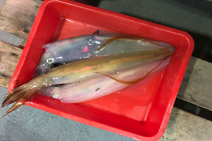 世紀之星豪華遊艇