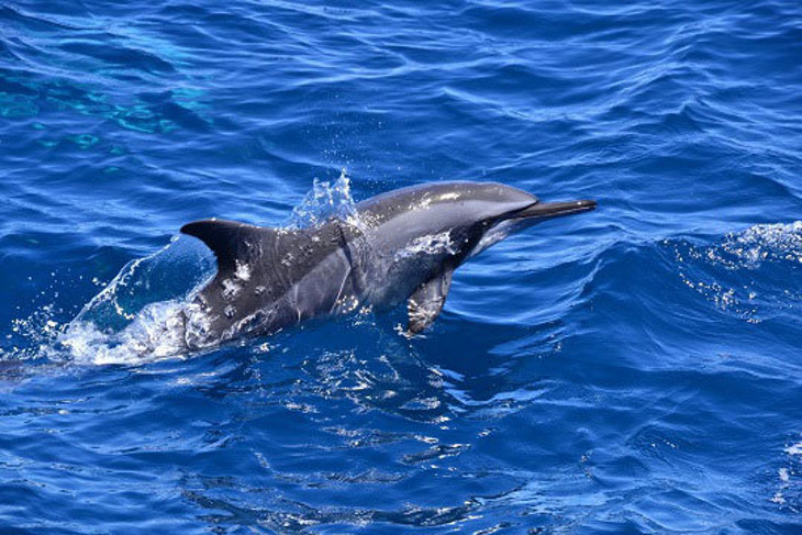 宜蘭-凱鯨號賞鯨團隊