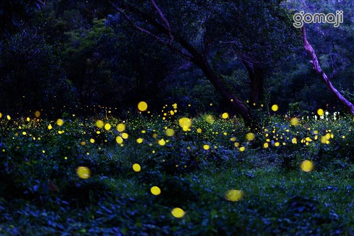 新竹-威尼斯溫泉露營地