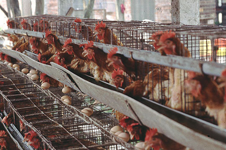 一起夢想－解放格子籠蛋雞