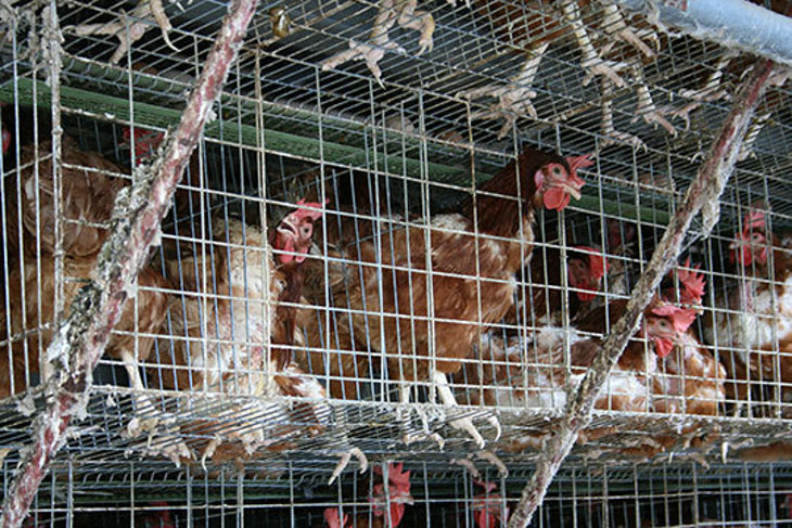 一起夢想－解放格子籠蛋雞