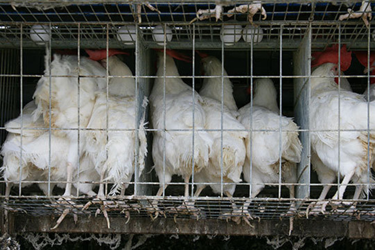 一起夢想－解放格子籠蛋雞