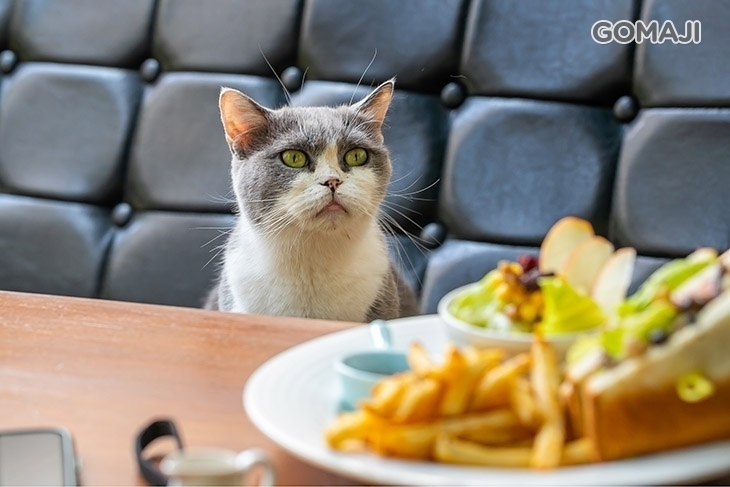 麗多花鳥貓森咖啡廳