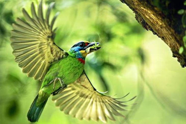 三峽 大板根森林溫泉渡假村超值優惠方案 Gomaji夠麻吉